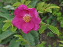 Cibles rose photo