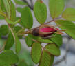 Cibles rose photo