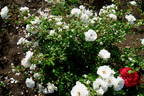 Petticoat ® rose photo