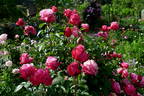 Senteur Royale ® rose photo