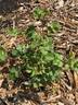 Seedling 14-001 rose photo