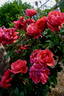 Soraya, Cl. ® rose photo