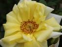 Fiesta Gold rose photo