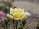 Fiesta Gold rose photo