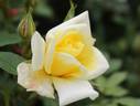 Fiesta Gold rose photo