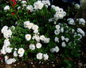 Petticoat ® rose photo