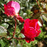 Amours de Saverne rose photo