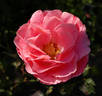 Château de Filain rose photo