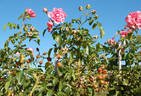Schuss ® rose photo