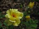 Lemon Meringue ™ rose photo