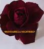 Brindabella's The Nightbird rose photo