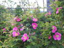 <i>Rosa</i> X <i>reversa</i> Waldst. et Kit. rose photo