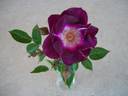 Lady Campbell rose photo