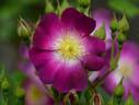 Parfait Amour rose photo
