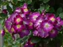 Parfait Amour rose photo