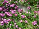 Parfait Amour rose photo