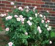 Our Lady of Guadalupe ™ rose photo