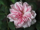 Caecilie Scharsach rose photo