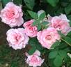 Our Lady of Guadalupe ™ rose photo
