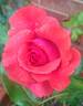 Cinnamon Dolce rose photo