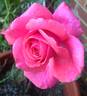 Cinnamon Dolce rose photo