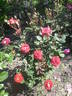 Guy Darmet rose photo