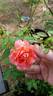 Candy Spelling rose photo