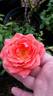 Candy Spelling rose photo