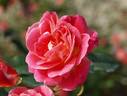 Skogul rose photo