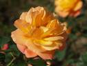 Souvenir d'Anne Frank rose photo