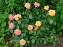 Souvenir d'Anne Frank rose photo