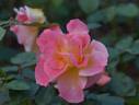Souvenir d'Anne Frank rose photo