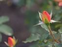 Souvenir d'Anne Frank rose photo