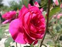 Aroma rose photo