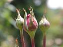 Aroma rose photo
