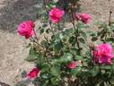 Aroma rose photo
