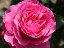 Aroma rose photo