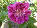 Souvenir de Trélazé rose photo