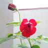 François Rabelais rose photo