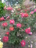Guy Darmet rose photo