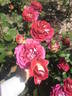 Guy Darmet rose photo