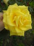 Royal Gold rose photo