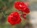 Corolle rose photo