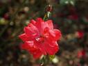 Korona rose photo