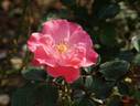 Colchester Beauty rose photo