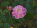 Cottage Dream rose photo