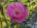 Cosmopolitan rose photo