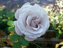 Dona Martin rose photo