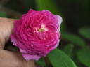 Frédéric II de Prusse rose photo