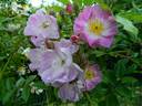 Aquarelle Lavanda rose photo